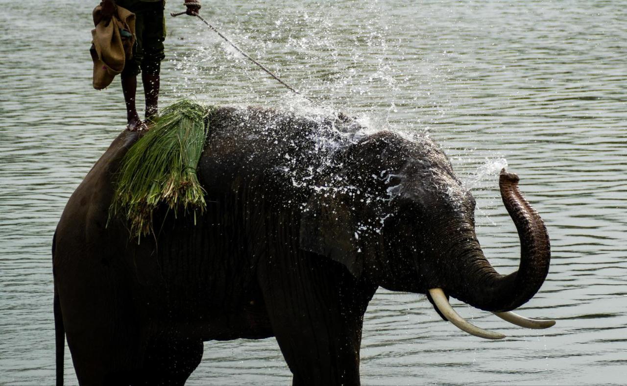 Bardia Wildlife Resort Bardiya Bagian luar foto