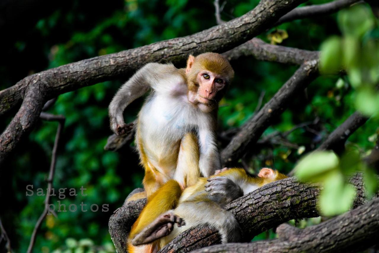 Bardia Wildlife Resort Bardiya Bagian luar foto