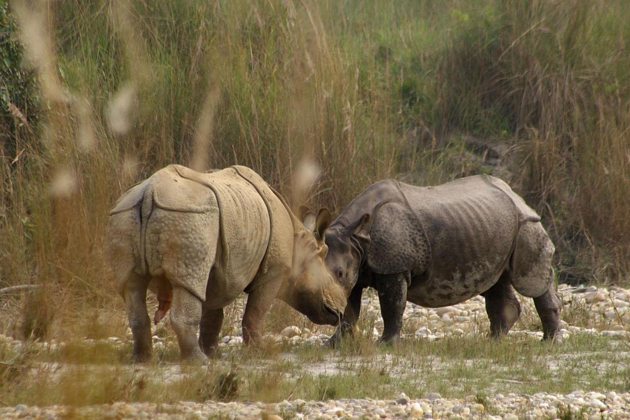 Bardia Wildlife Resort Bardiya Bagian luar foto