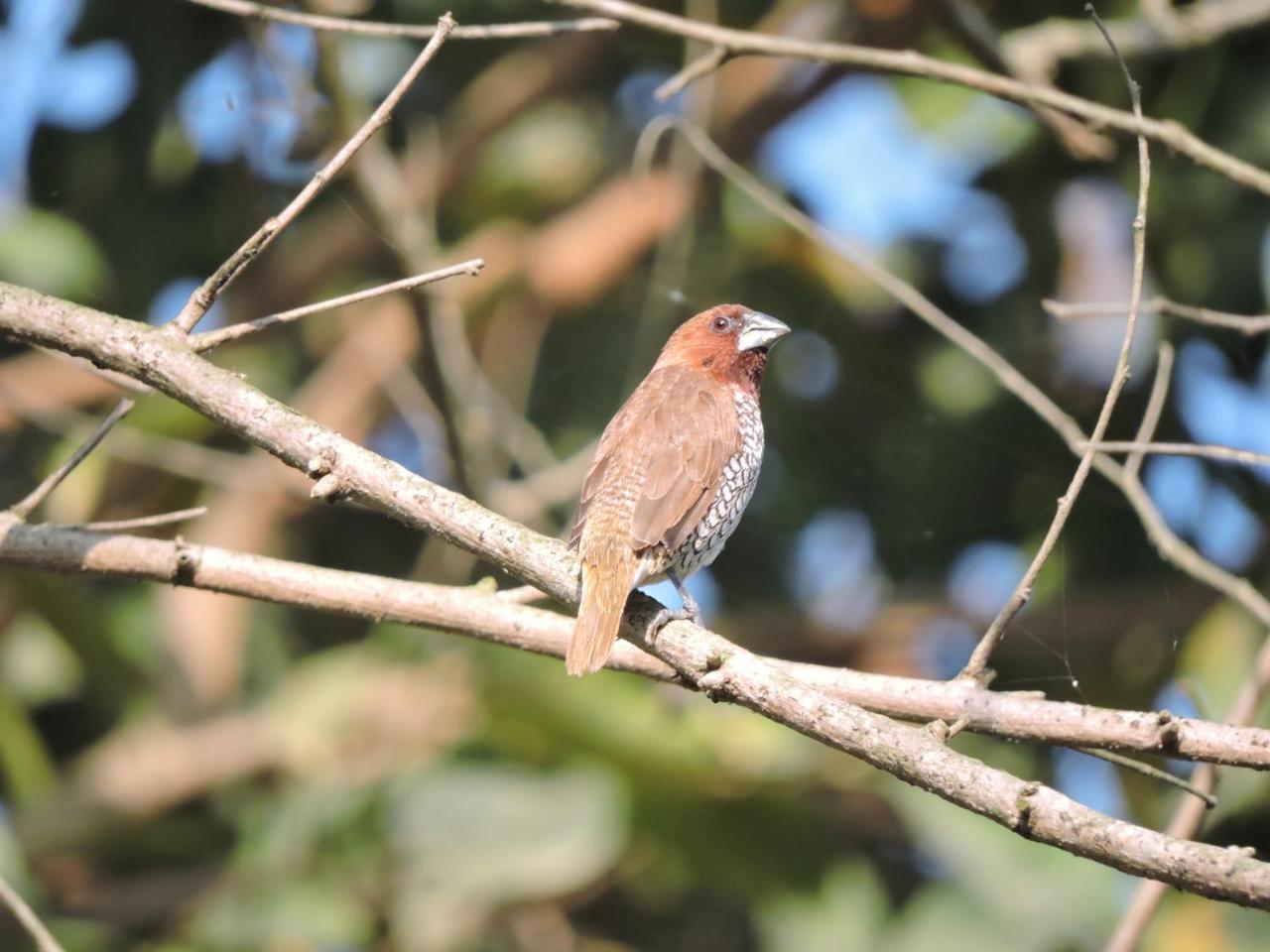 Bardia Wildlife Resort Bardiya Bagian luar foto